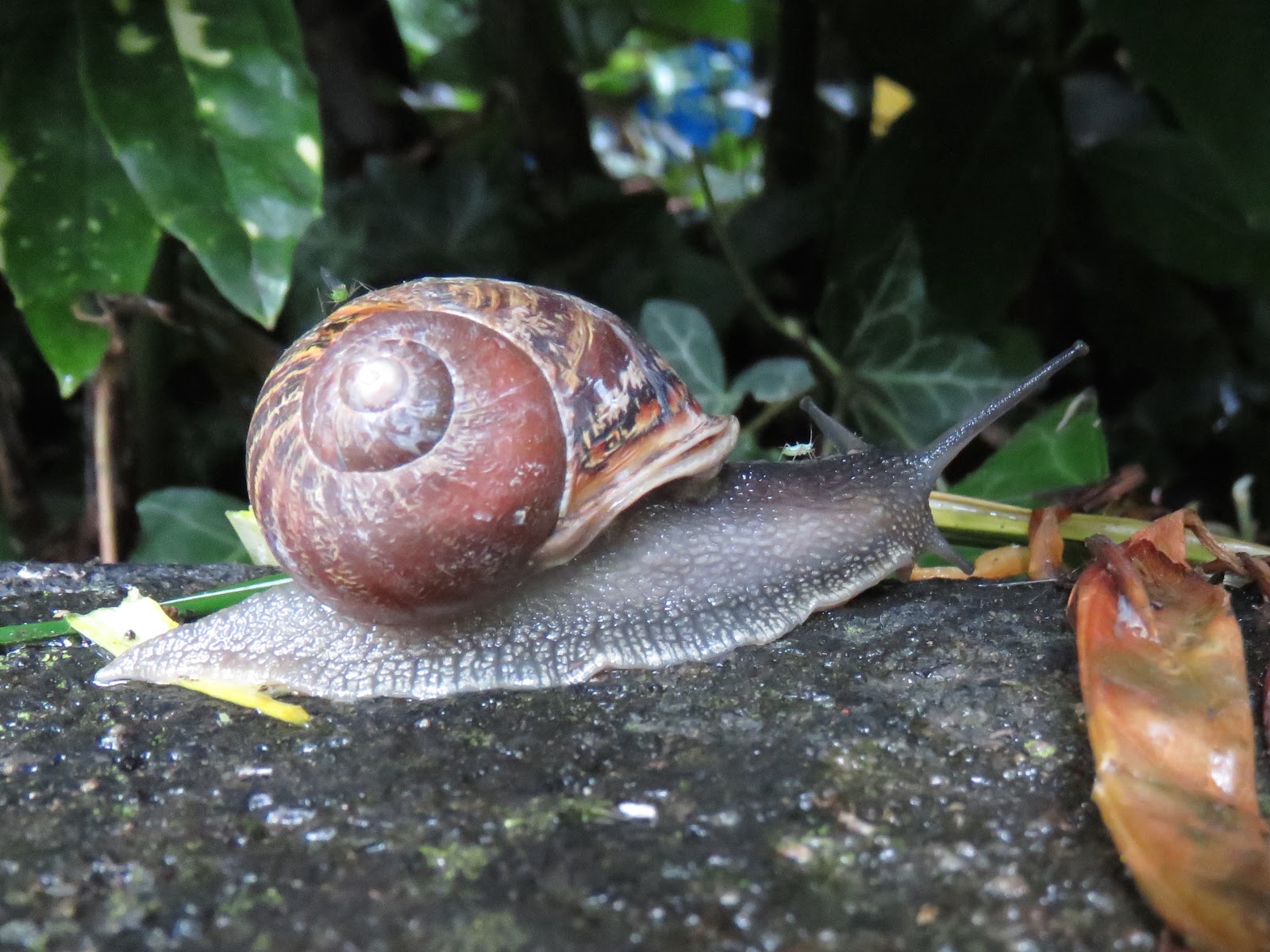 BugBlog A snail safari