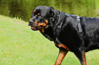 rott weilers