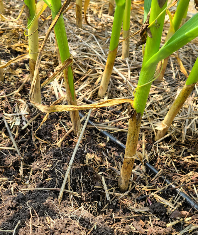 An Earlyish Garlic Harvest )