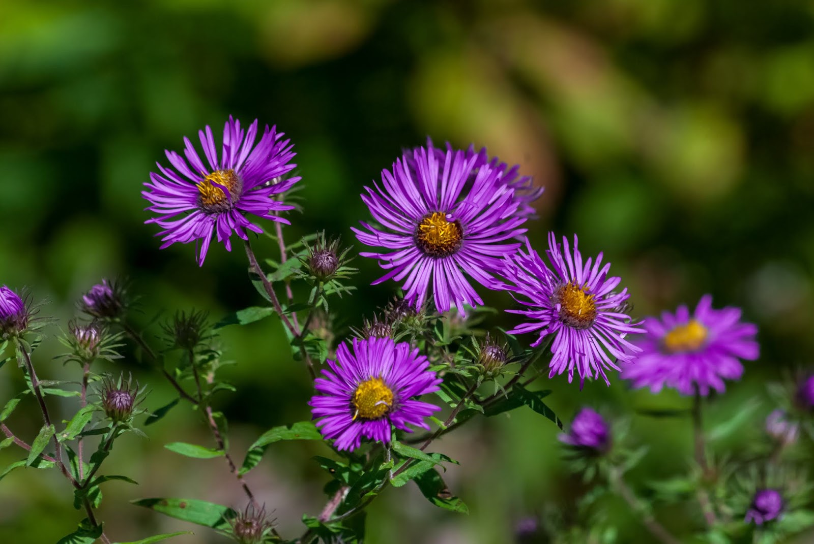 Daisy Fleabane