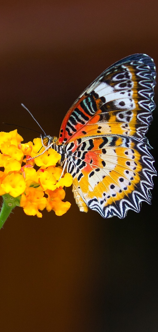 A colorful butterfly on a flower.