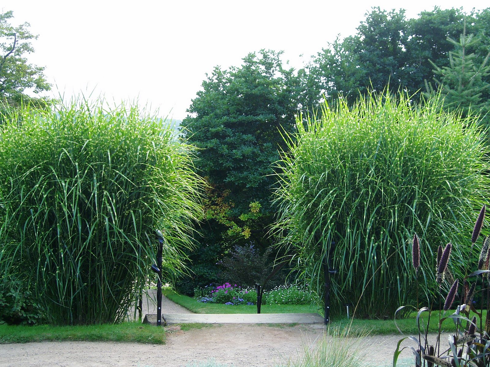 Lovegrass Farm Miscanthus sinensis 'Zebrinus' Ornamental Grass at Lovegrass Farm in P.E.I.