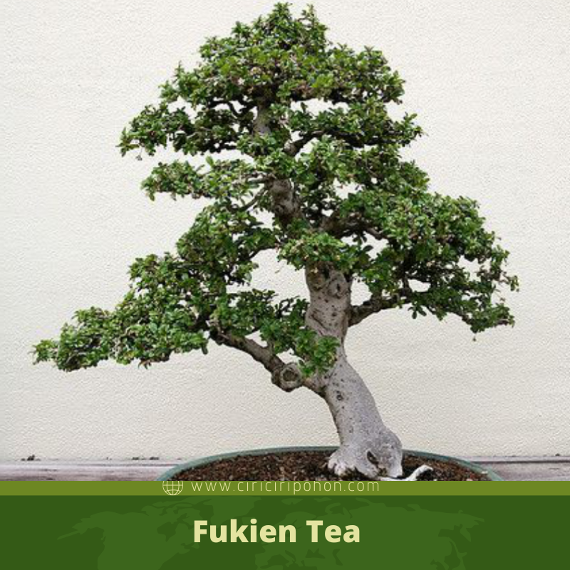 10 Jenis Tanaman Bonsai Yang Recommended Ciriciripohon Com