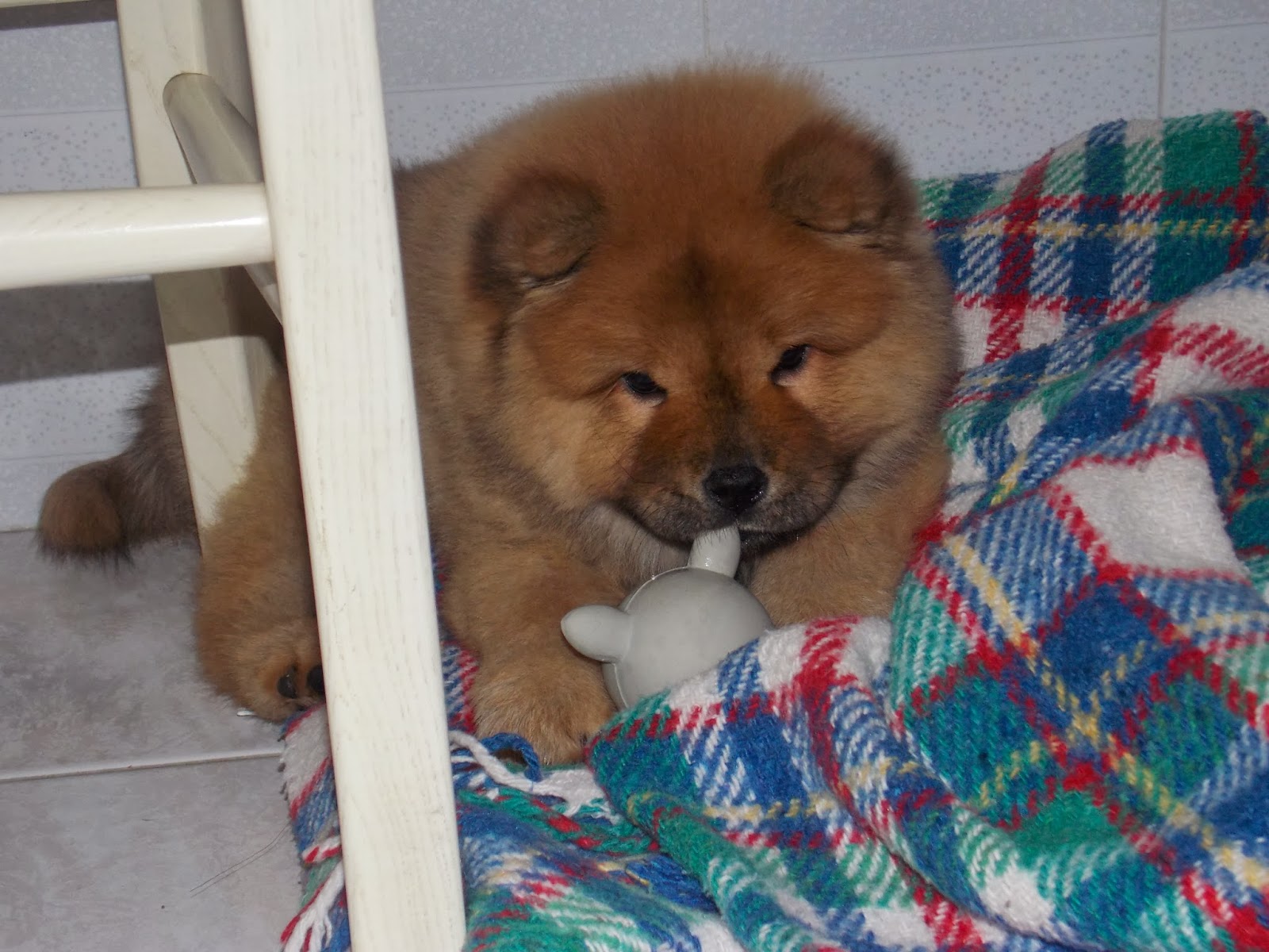Mrs Meggins really cute puppy dog pictures, blog, videos, stories: Nala