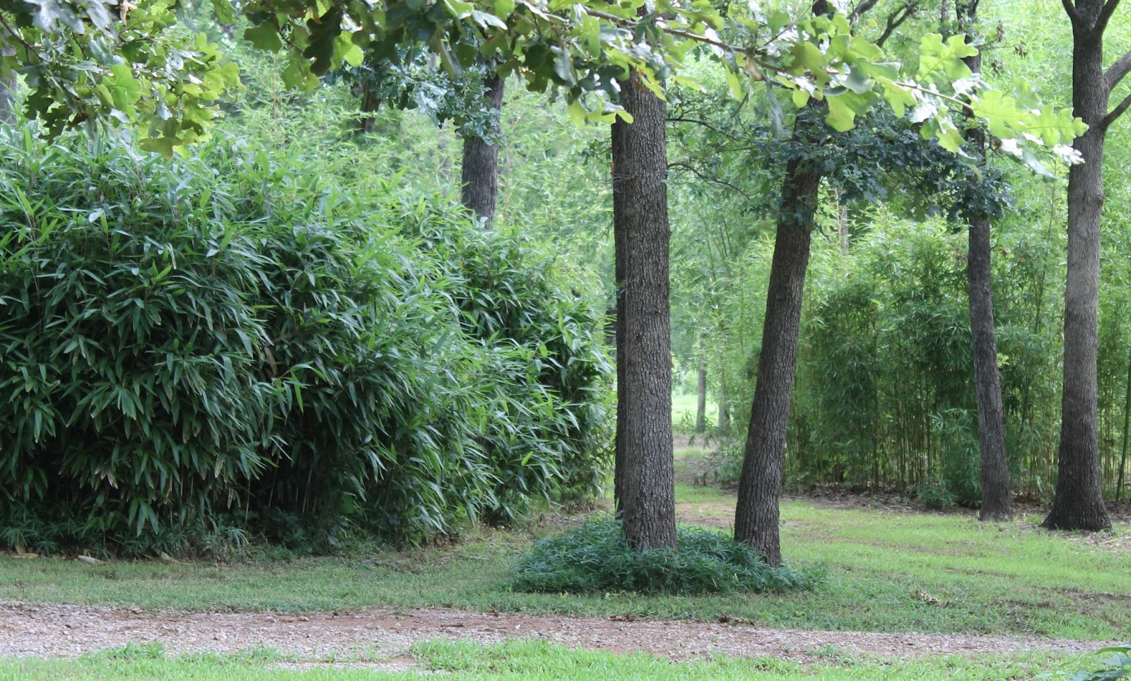 Oklahoma Through My Windshield Bamboo Satori A Must See in Oklahoma!