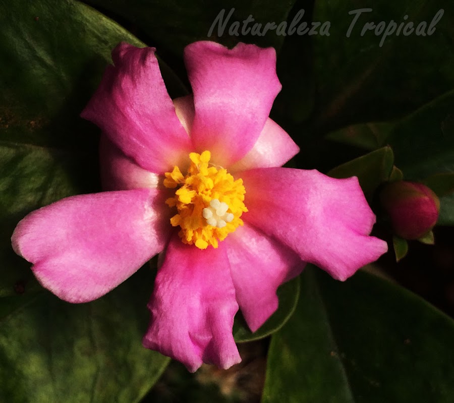 Detalles de la flor del Cactus Rosa, Pereskia grandifolia
