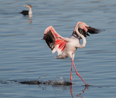 Flamingo landing: Milnerton Lagoon / Woodbridge Island, Cape Town