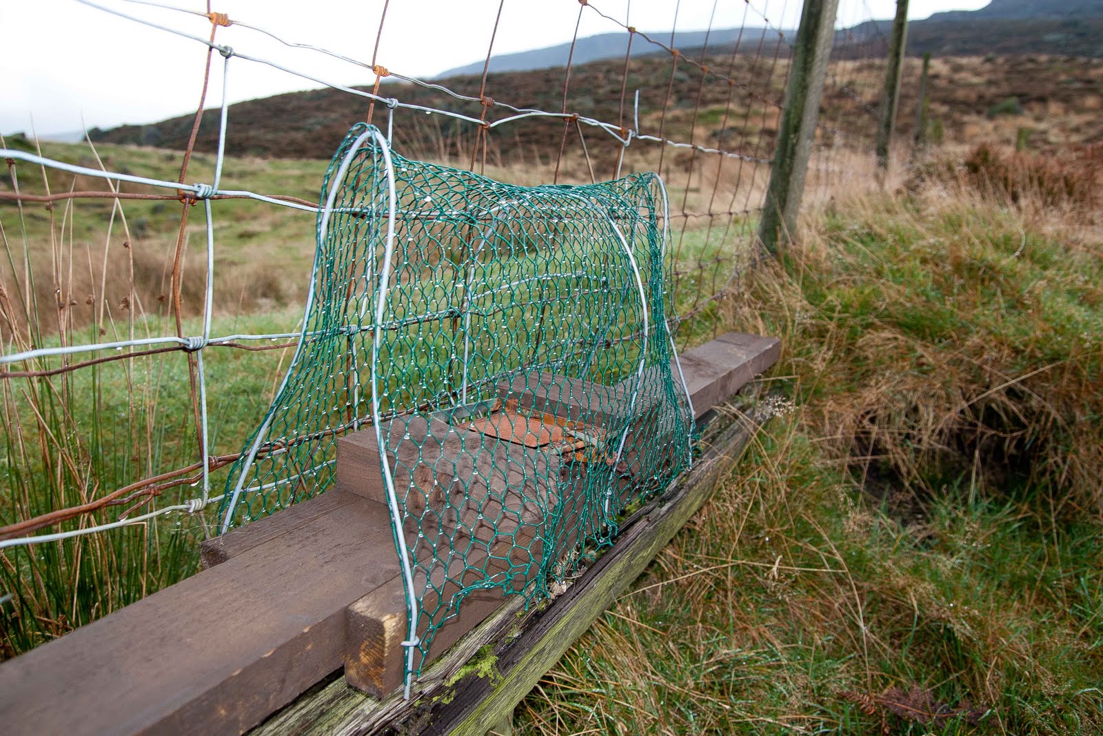 Tameside Citizen Horrific animal traps discovered and disabled on