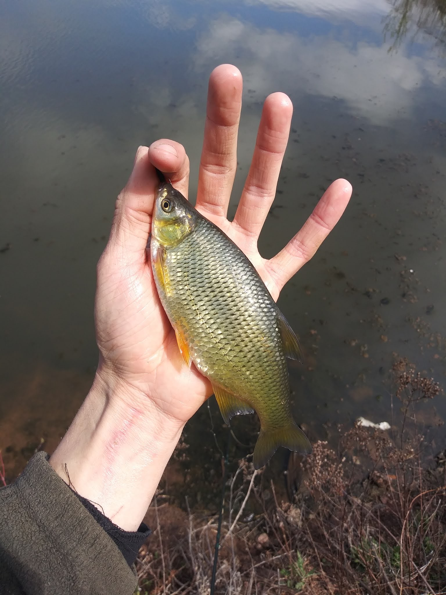 Connecticut Fly Angler A Quest For Golden Shiners