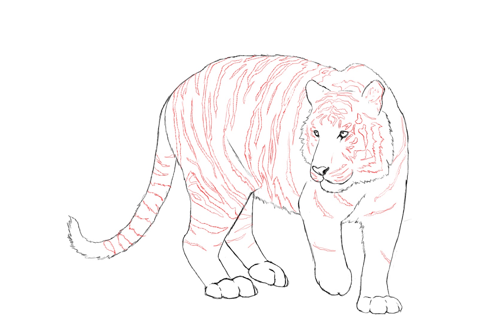 Draw in your tiger’s tail, and erase all the guidelines from the 