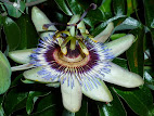 Passiflora caerulea