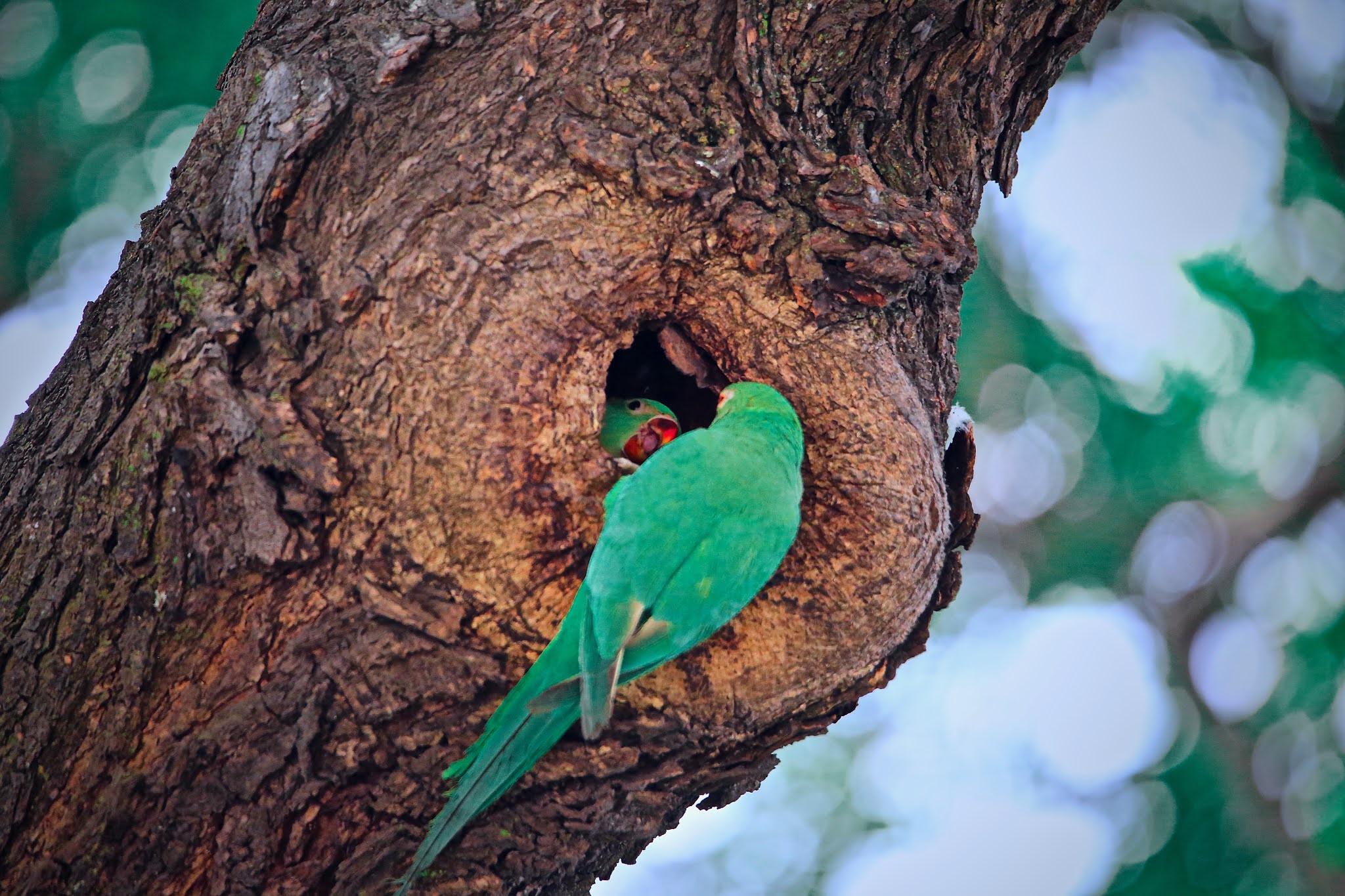 Parrot Nest Hole Rose Ringed Parakeet Psittacula Krameri Nature Green Stock  Photo by ©OndrejProsicky 388875128