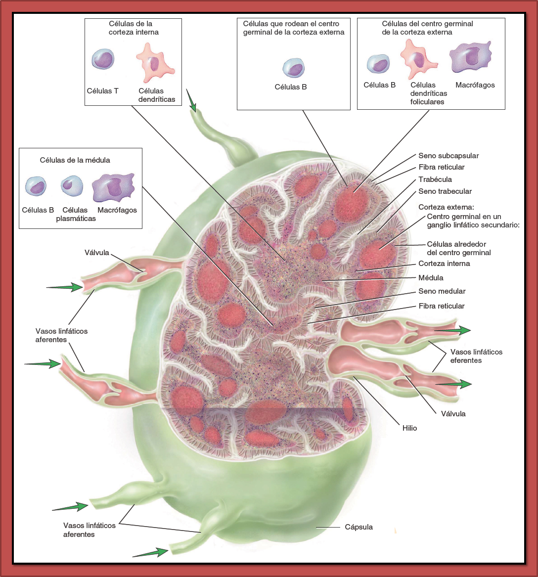 Лимфоузлы структурны. Схема строения лимфатического узла анатомия. Схема строения лимфатического узла иммунология. Лимфатический узел гистология схема. Структуры лимфатического узла гистология.