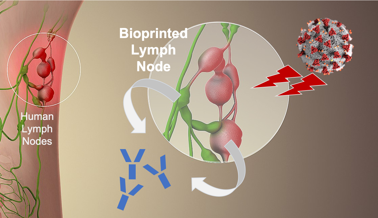 Bioprinting the Lymph Node to generate antibodies against COVID19