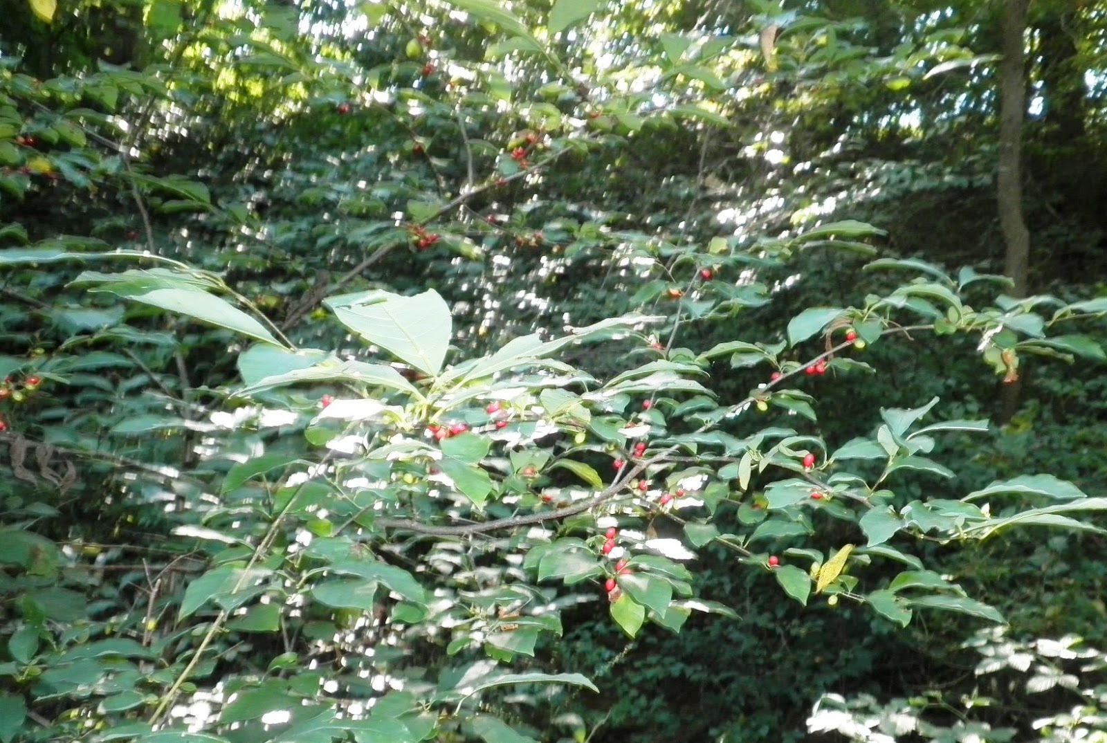 Oem Health Herb Blended Tea Clove The Root Of Threenerved Spicebush