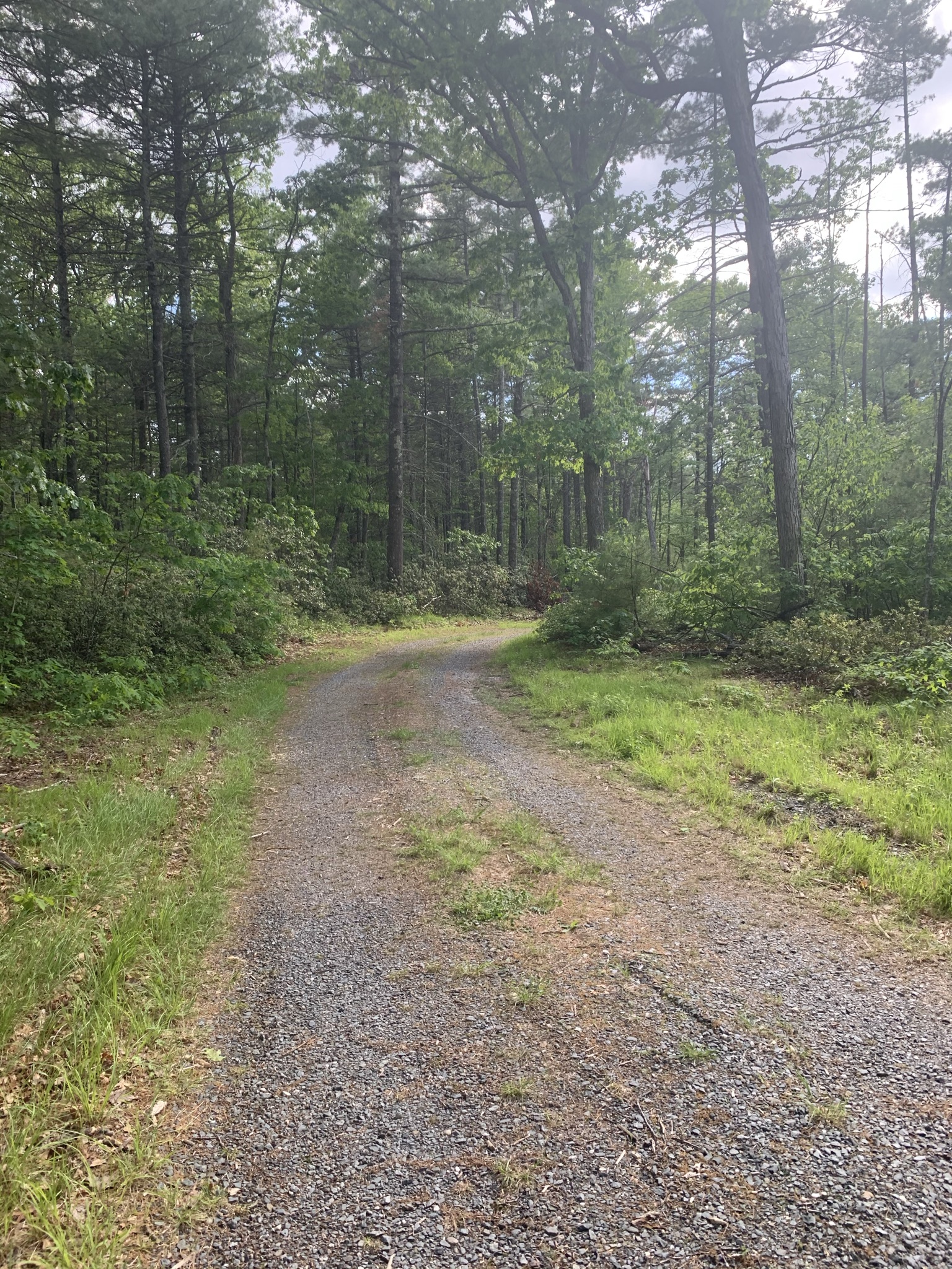 JCXC Wachusett Reservoir Trails Sawyer Bluff (Boylston, MA)