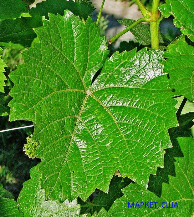 Край листа винограда. Лист винограда сорт Аркадия. Виноград Аркадия форма листа. Виноградные листья Севилья. Форма листьев винограда Регент.