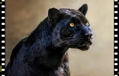 Black leopard (melanistic)