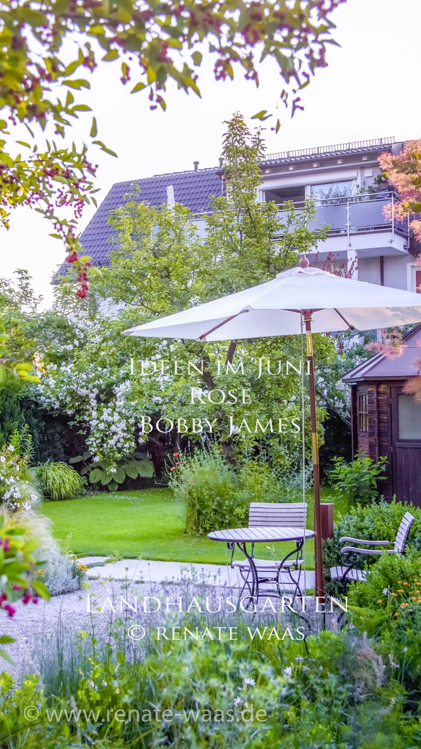 Gartenblog GeniesserGarten Die schoensten Rosen und Stauden im Juni