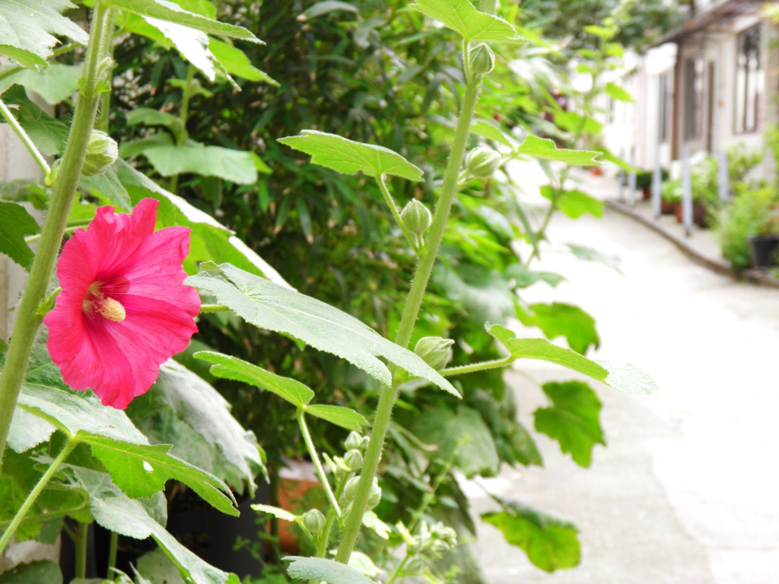 La Cité Pilleux Parisian touch