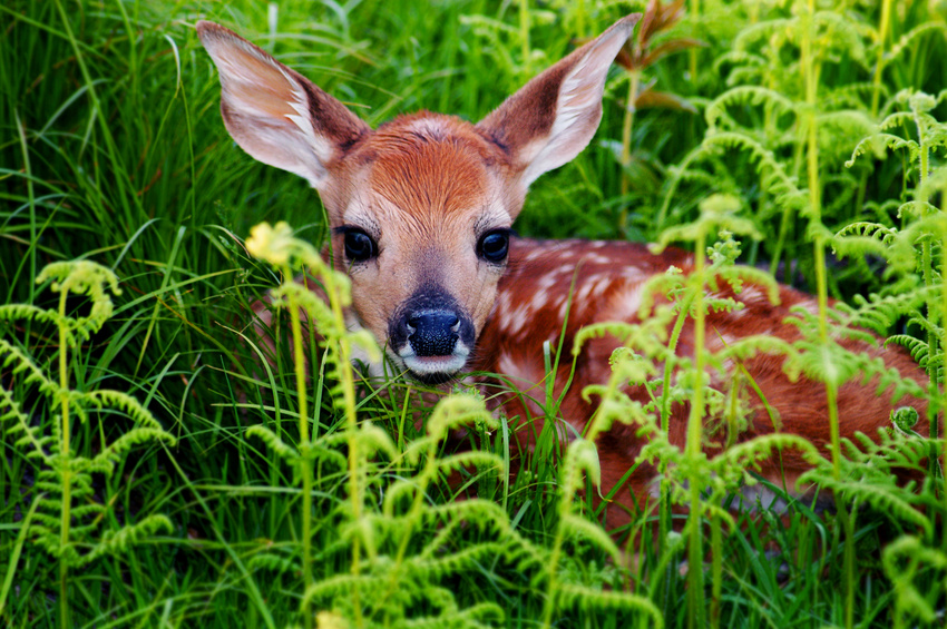 deer babies playing hide and seek