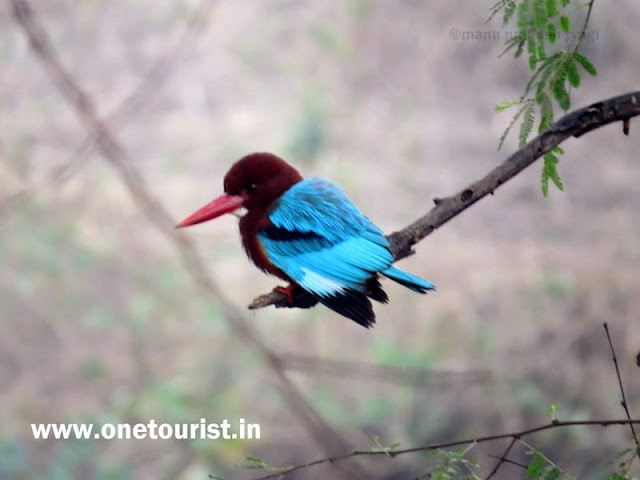 Keoladeo national park , Bharatpur , Rajashthan Keoladeo national park , Bharatpur , Rajashthan