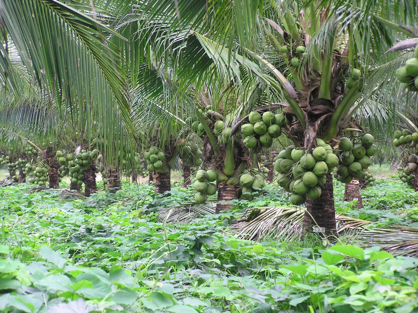 The Basics of Starting a New Coconut Plantation