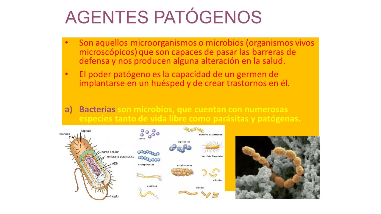 microorganismos y barreras defensivas del cuerpo humano 4