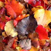  Los colores del otoño