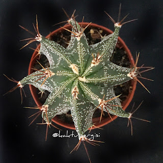 Astrophytum Ornatum 🌵kaktüs cactus succulent sukulent ♦️Ben @ferdibinici ♦️ #kaktussergisi Takipte kalın devamı gelecek www.kaktussergisi.com  #astrophytum #astrophytumornatum  #kaktüs #kaktus #succulent #sukulent #cacti #kakteen #bitki #çiçek #cactus #cactuslover #cactus🌵 #succulents #saksı #vazo #plant #flower #flowers #cicek #saksı  #🌵 #succulents #succustories #sukulents #sukulentsaksı #kaktüssaksısı #succulentcollection #cactusrepost #cactuslover 