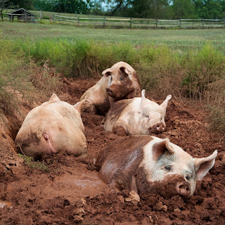Evcil domuzlar çamur içerisinde