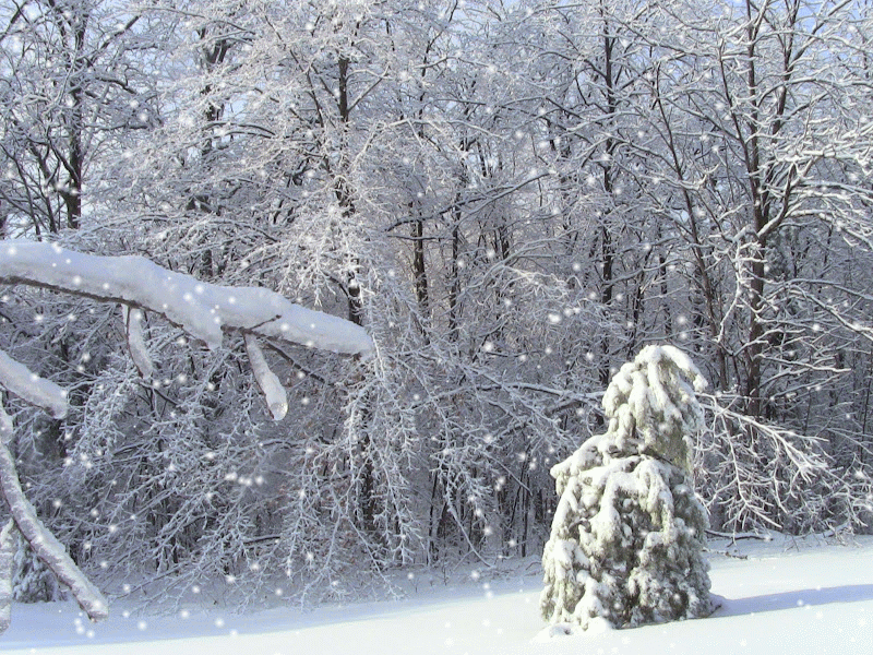 Forsythkid Is a mid December iceing headed our way?