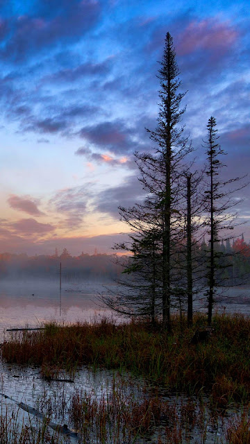 Swamp, fog, twilight wallpaper Swamp, fog, twilight wallpaper