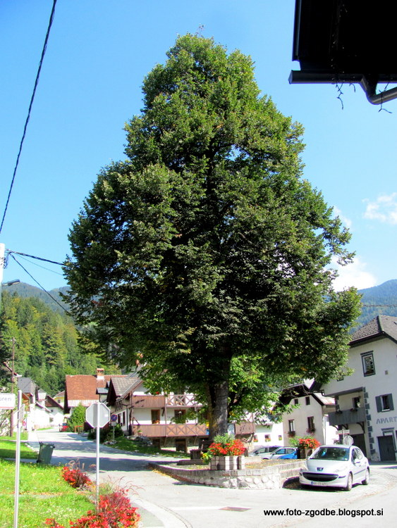 Podkoren, vaška lipa Slovenija, Gorenjska, Kranjska Gora