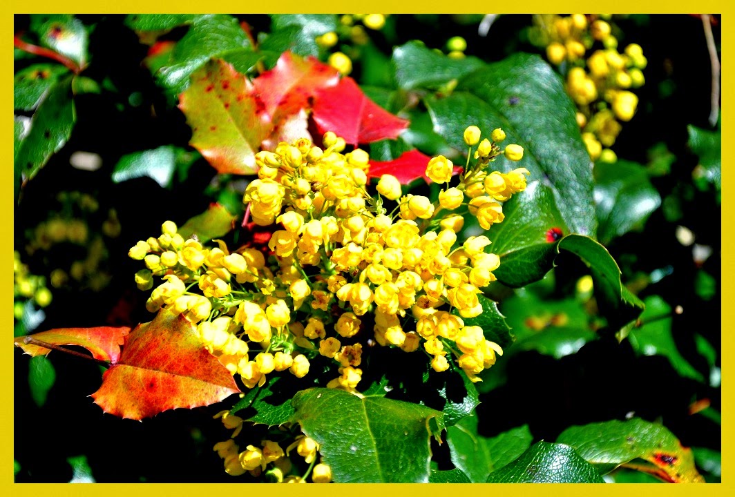 San Rafael con otra mirada |Flora|