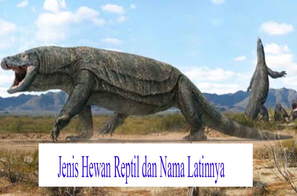 24 Jenis Hewan  Reptil  dan Nama  Latinnya Hewan  Reptil 