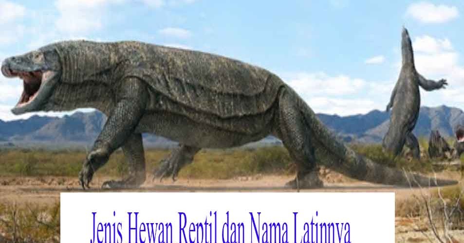 24+ Jenis Hewan Reptil dan Nama Latinnya - Hewan Reptil