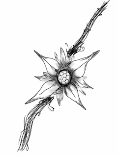 Gambar Sketsa Bunga Edelweis Lengkap Terbaru