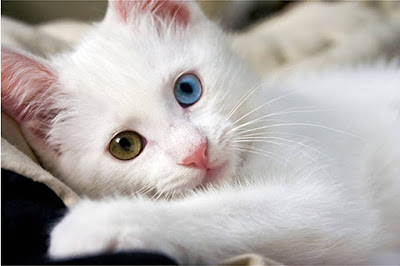 Nama Kucing Nabi Muhammad Saw