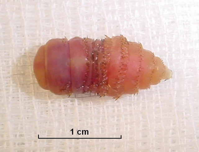 Larval stage of Gasterophilus intestinalis