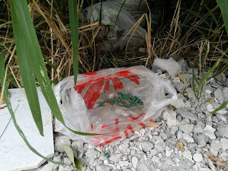 メキシコの有毒動物 - コラリーロ (Micrurus distans)