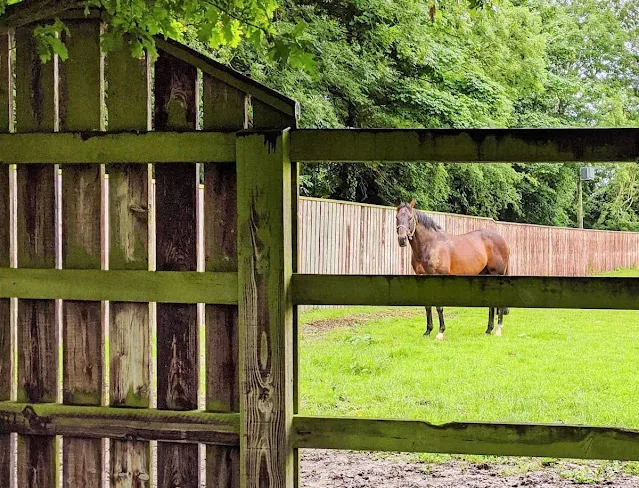 Things to do in Kildare Irelan: Invincible Spirit at the Irish National Stud