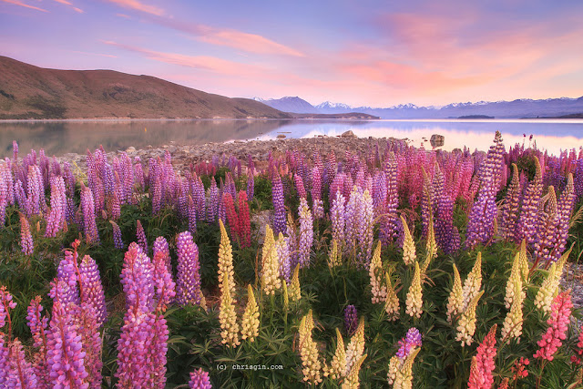 "Lupin Morning" by Chris Gin is licensed under CC BY-NC-ND 2.0