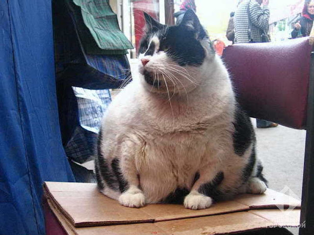 Кошка Базарина в 2006 году