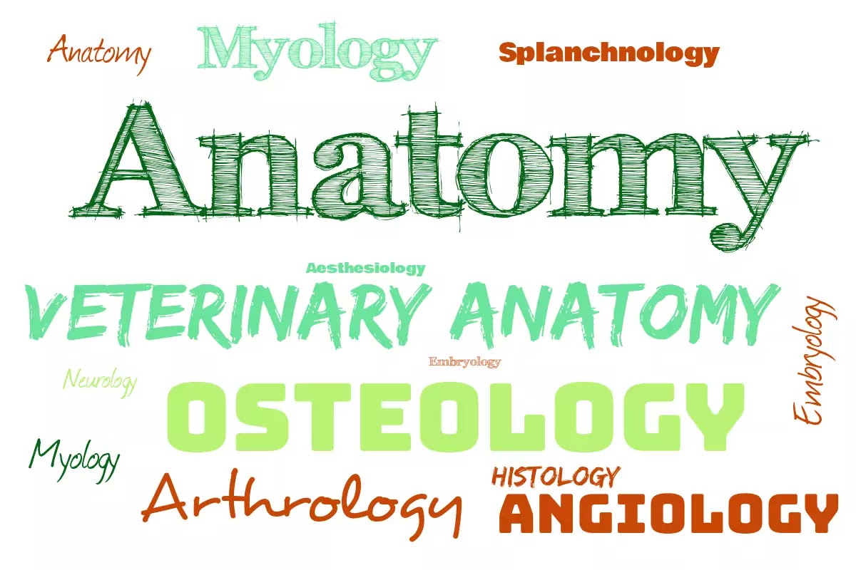 Veterinary Anatomy 1st Year Book Pdf hohoo.nl