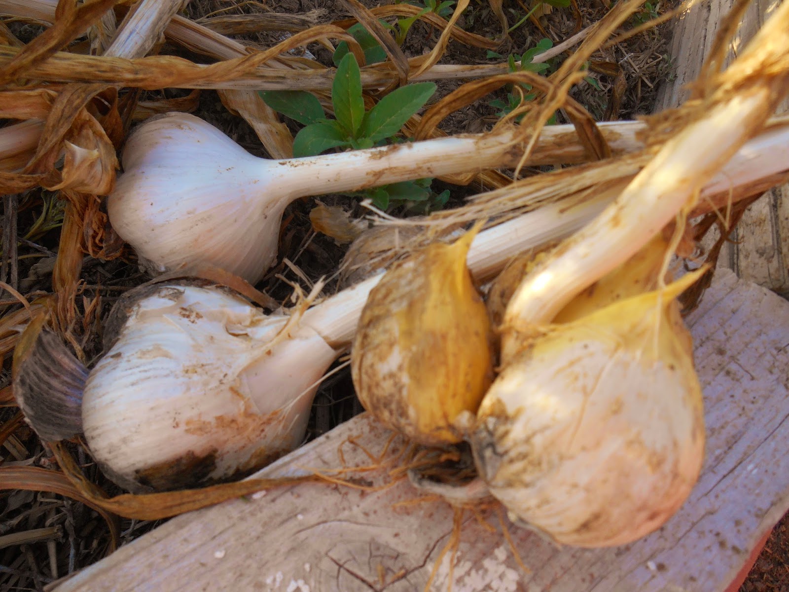 Cricket Song Farm Now Is The Time To Plant Garlic And