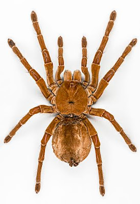 biggest spiders, biggest spiders in world, biggest spiders in the world, giant spiders from australia, biggest australian spider, biggest spiders in australia, giant spiders movie, giant spiders halloween, biggest michigan spiders, giant spiders for halloween decorations