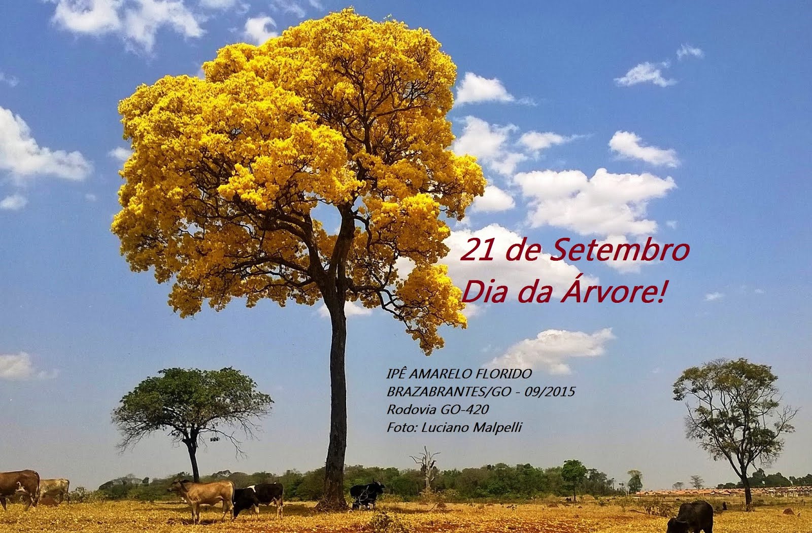 Dia da Árvore no Brasil