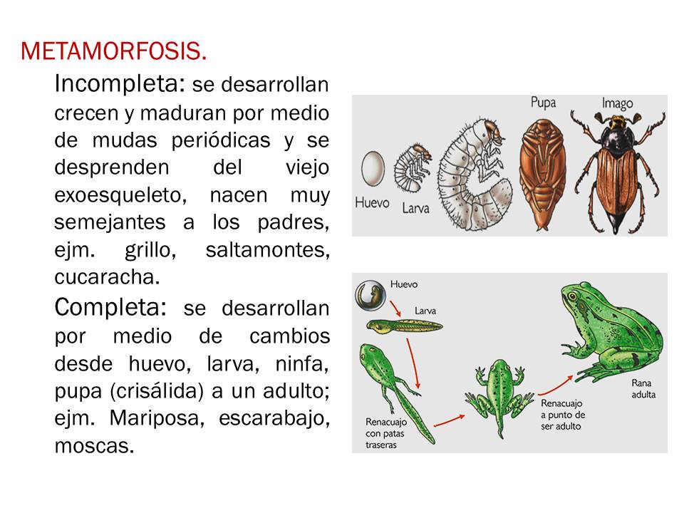 Biología didáctica Reproducción en Animales NSC