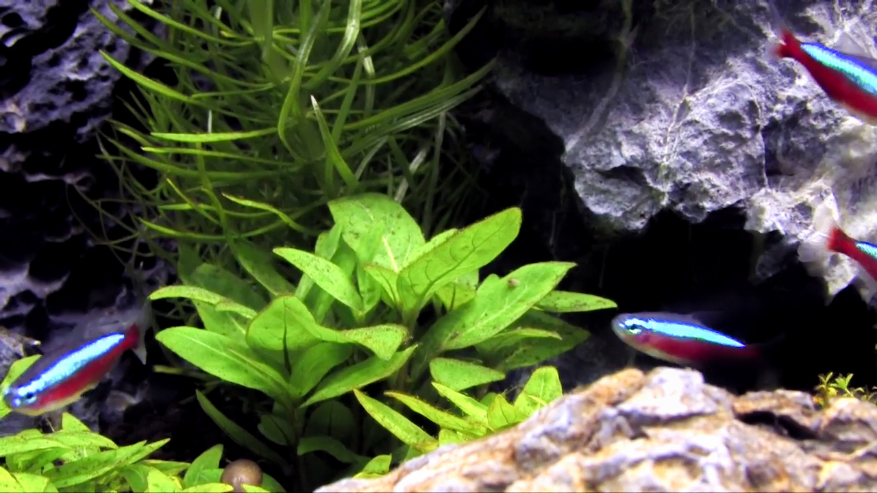 How to care Neon Tetra Aquarium's Care